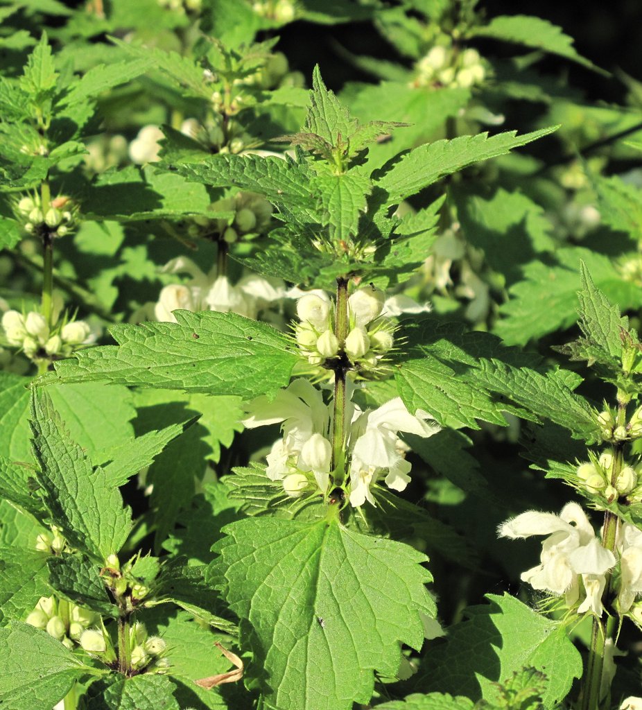 Lamium album